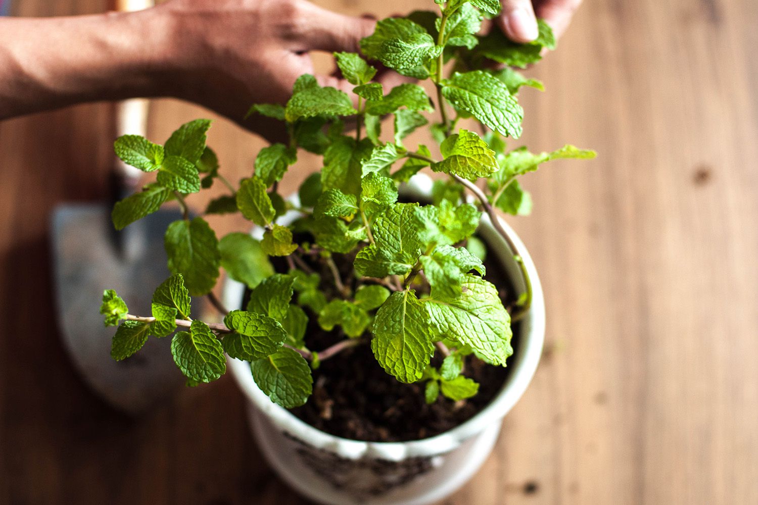 How to care for a mint plant indoors: Grow fresh mint all year!