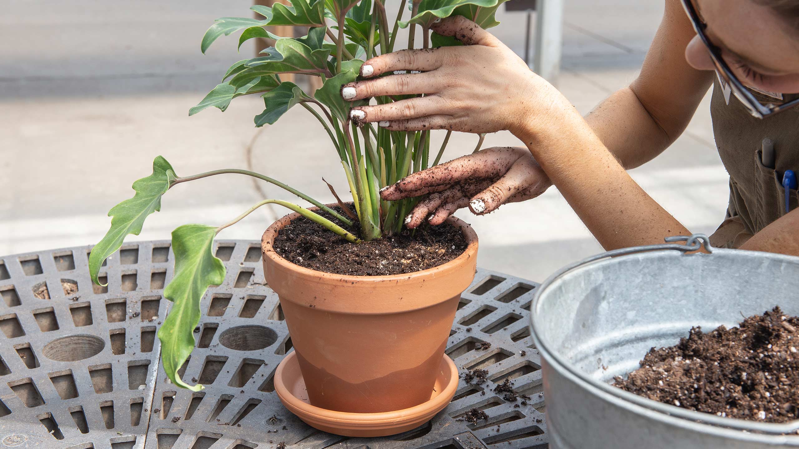Plant Repotting Near Me Where to Find the Best Help Easily
