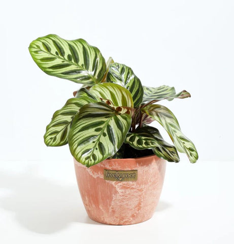 Are Calathea Plants Toxic to Cats? Keep Your Kitty Safe