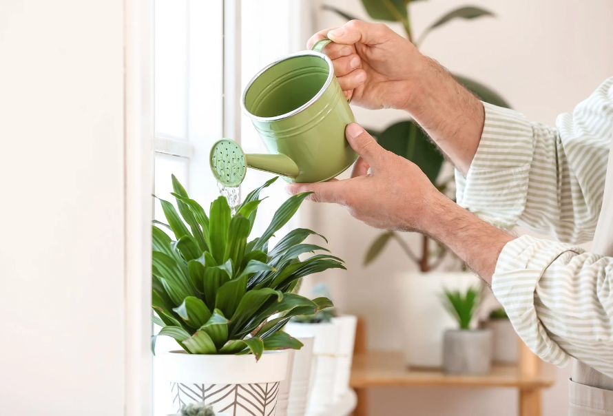 Tin watering can for indoor plants, how to care for indoor plants.