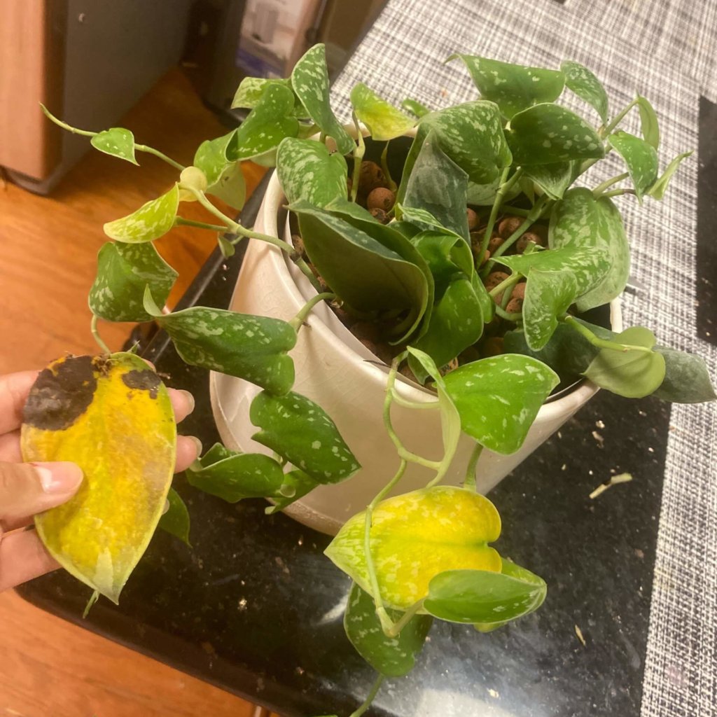 Signs of Overwatering Your Plants: How to Tell If Youre Giving Too Much Water!