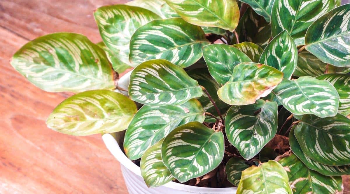 Need Calathea Makoyana Care Help? Common Problems and Easy Fixes (Troubleshooting Your Peacock Plant)