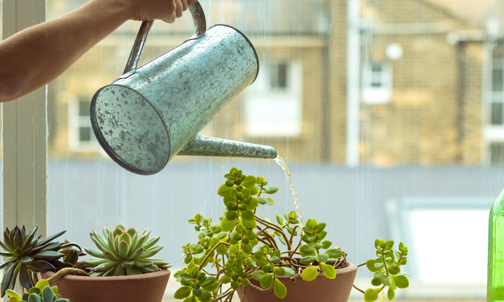 Using a Watering Can Small: Tips for Indoor Plants!