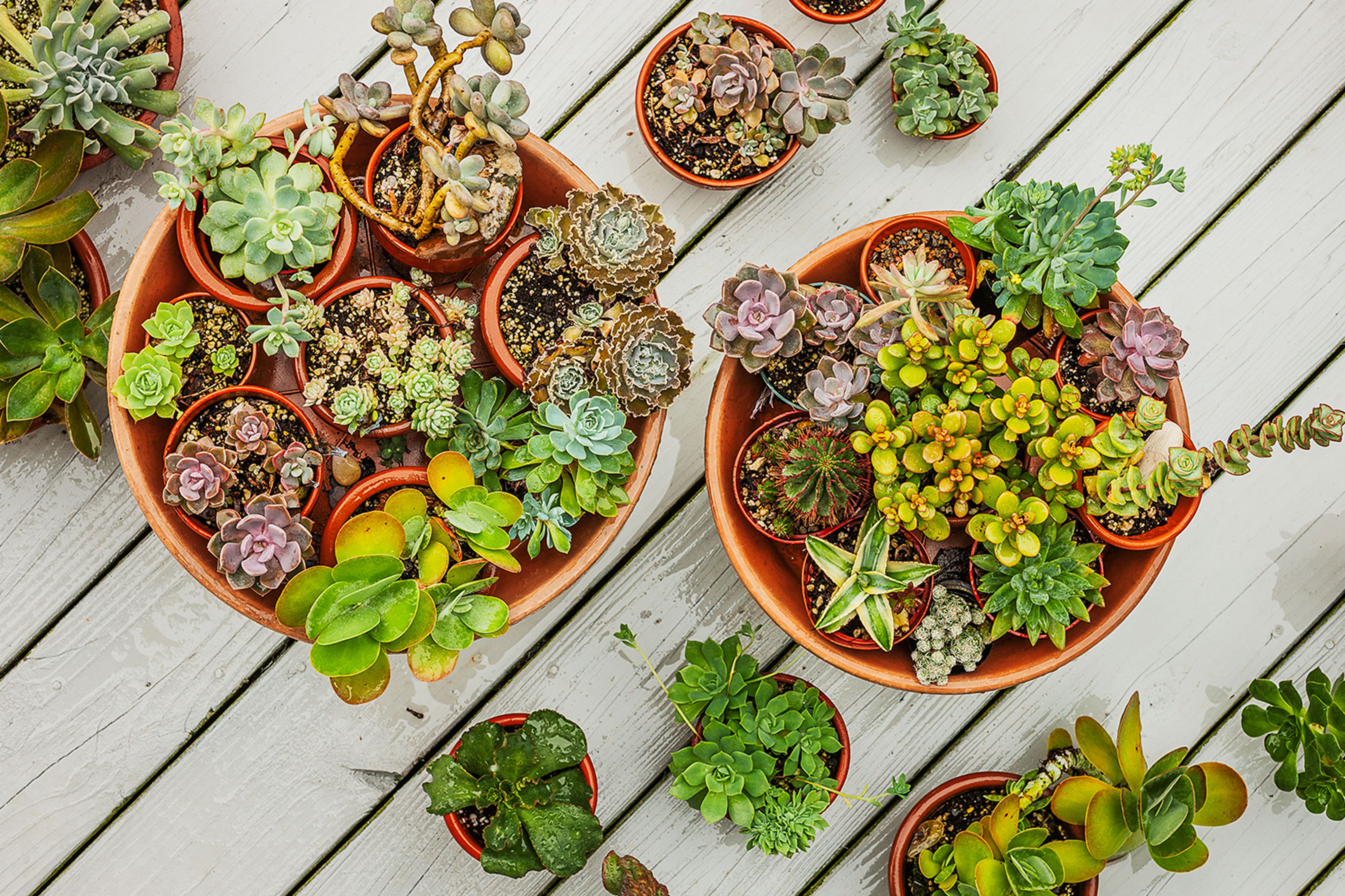 Watering Succulents After Repotting: Get It Right! (Expert Advice For Healthy Growth)