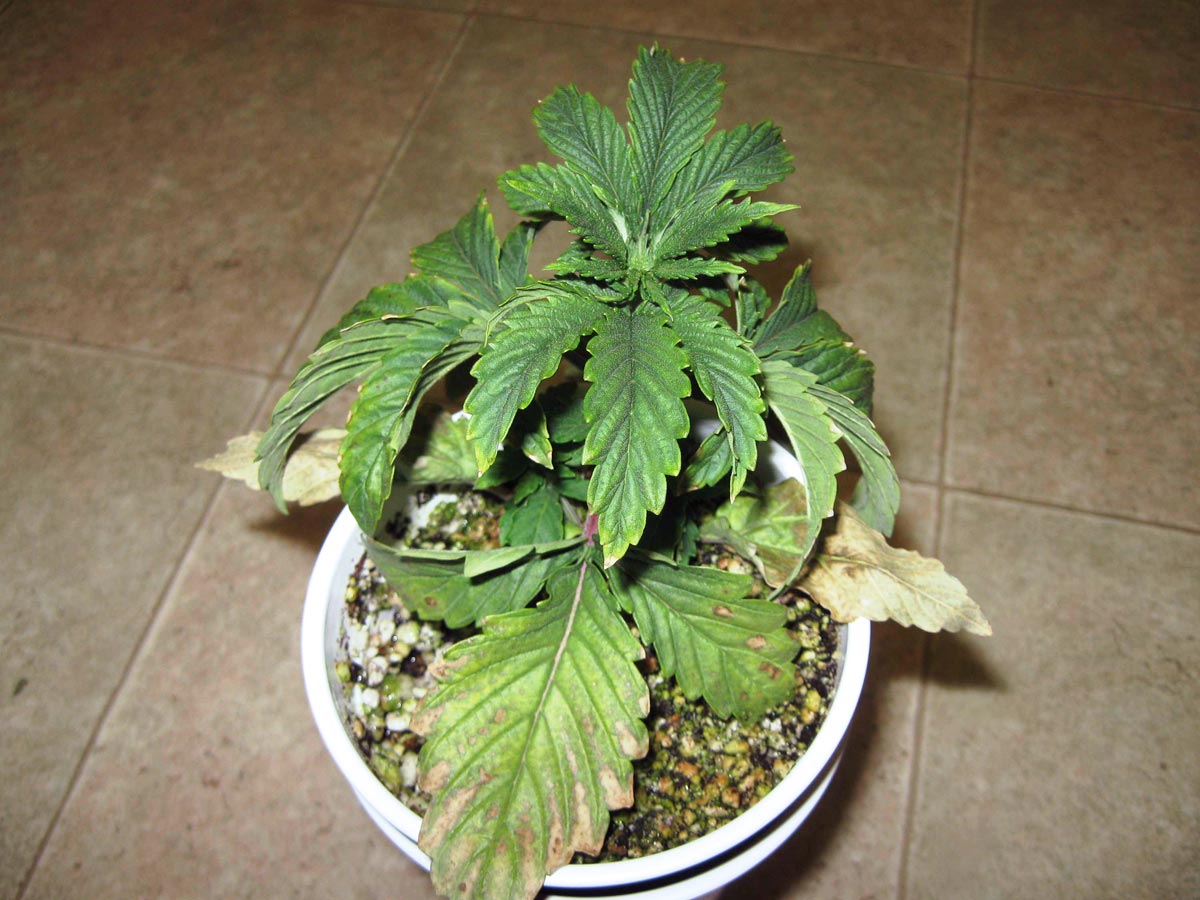 Help! My Plants Look Sick: Could It Be Signs of Over Watering? Find Out