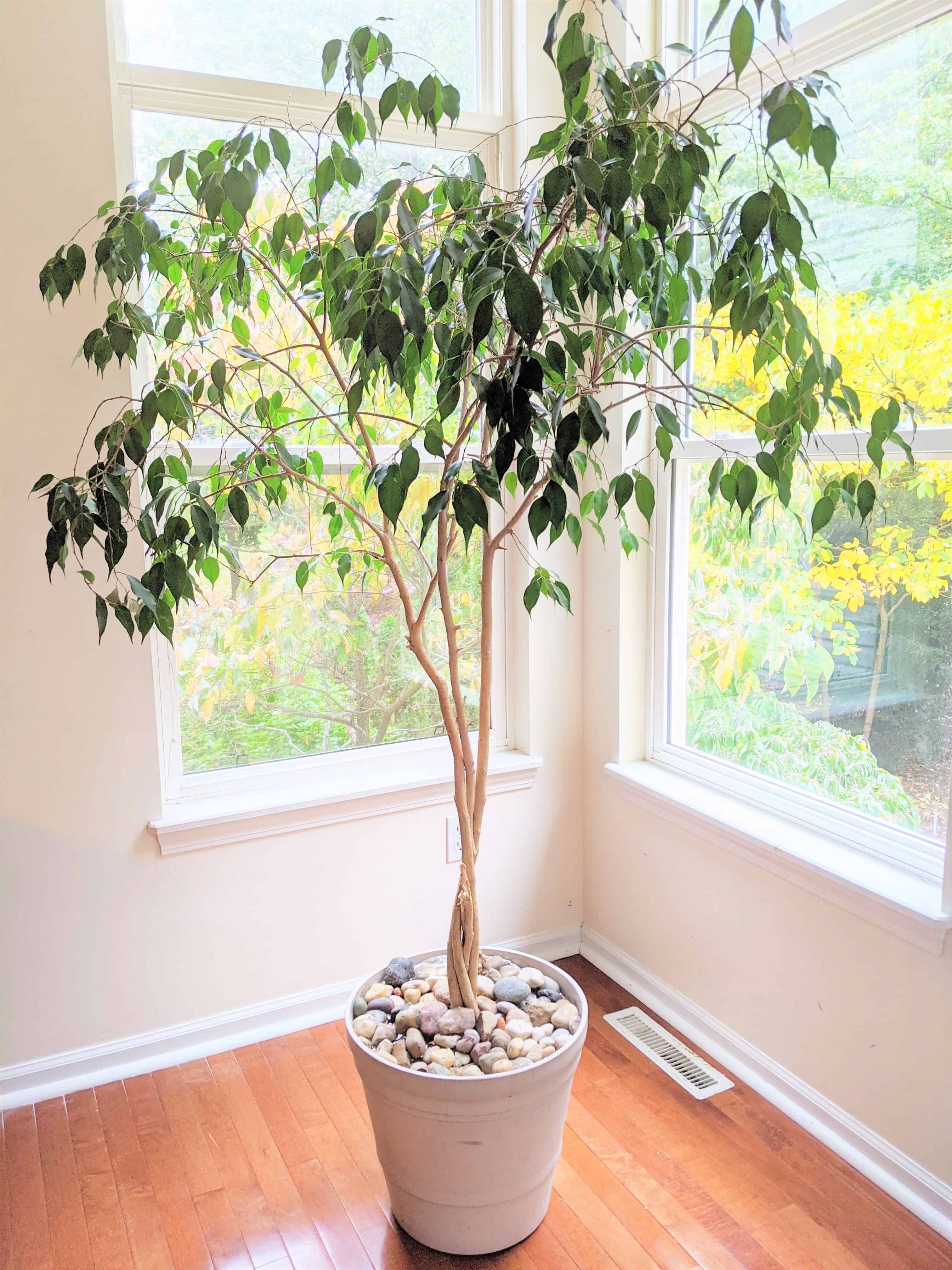 Ficus Plant Repotting: When and How? (Give Your Ficus the Best Care)
