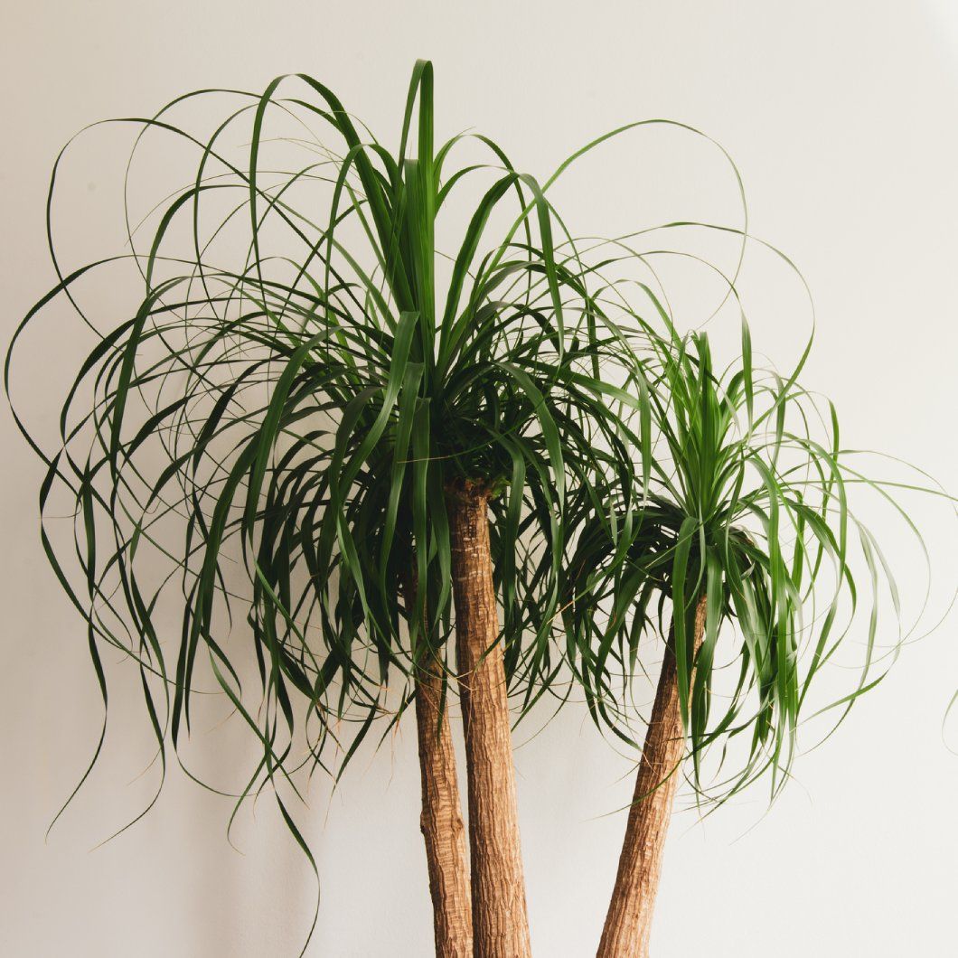 How Much Light Does a Ponytail Palm Need Simple Tips for Happy Plants