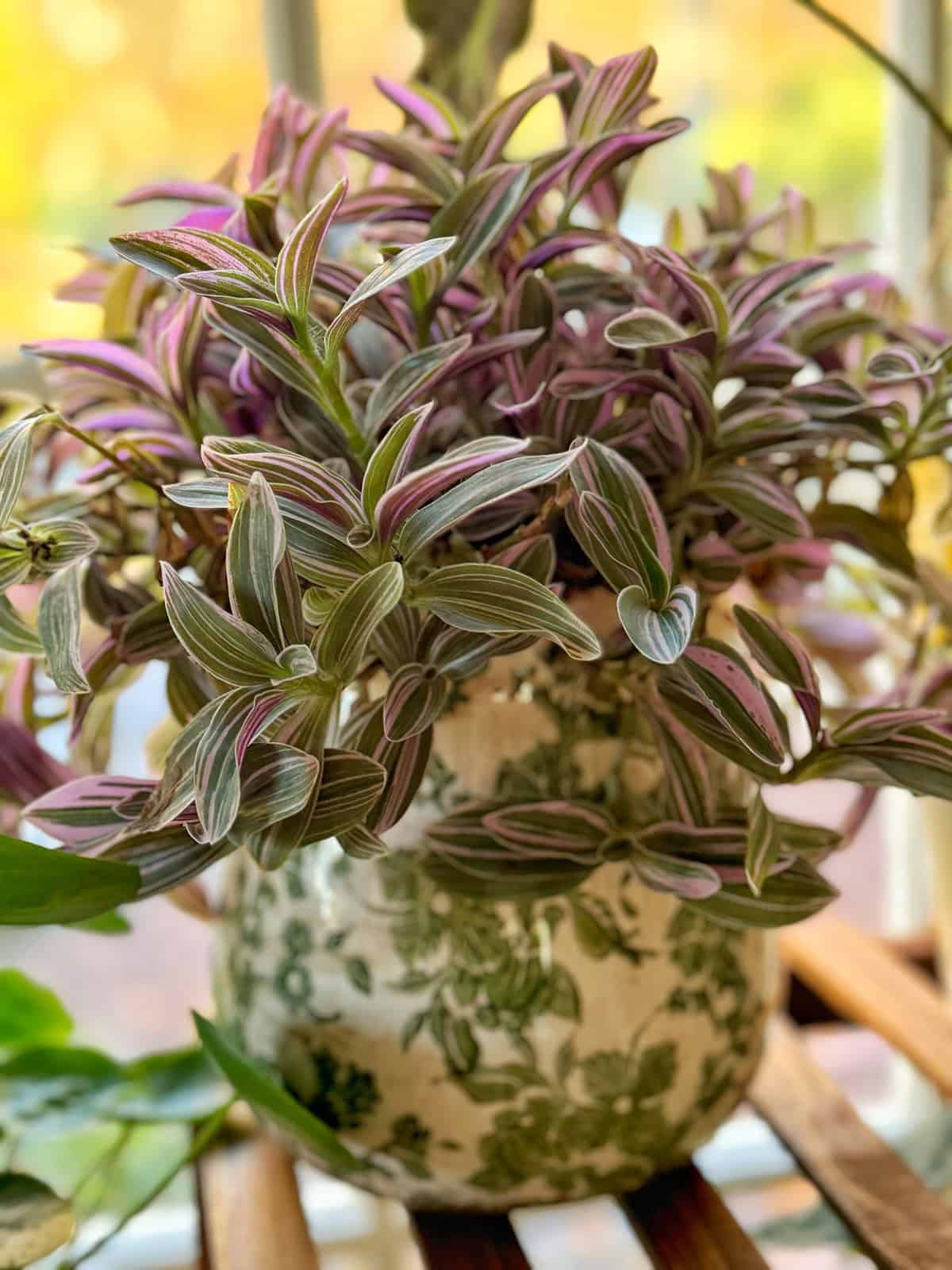 Whats the Best Soil for Tradescantia? Simple Tips for Beginners!