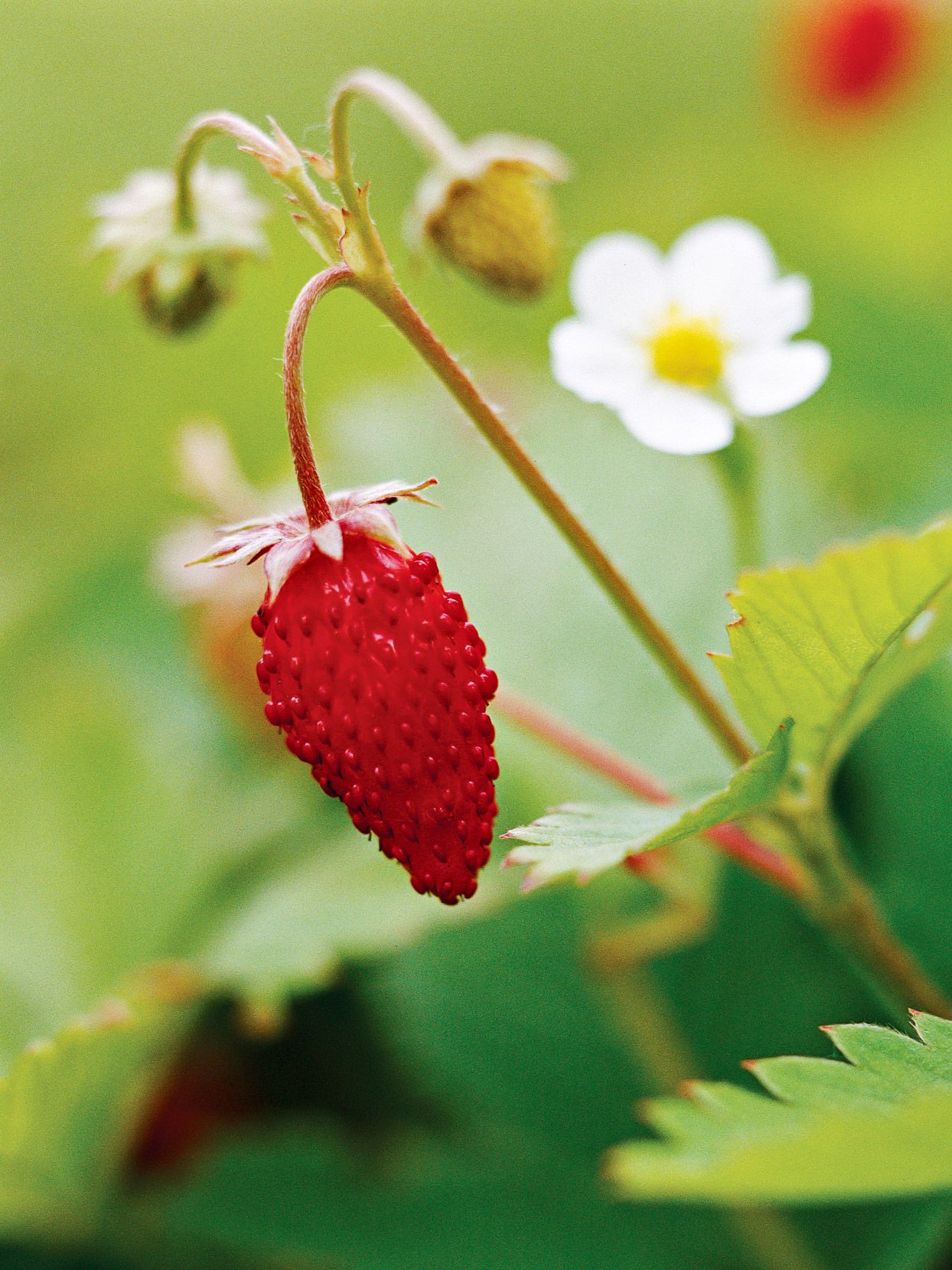 Alpine Strawberry Plant Care for Beginners: Grow Your Best Berries! (Everything You Need to Know About Caring for Alpine Strawberries)
