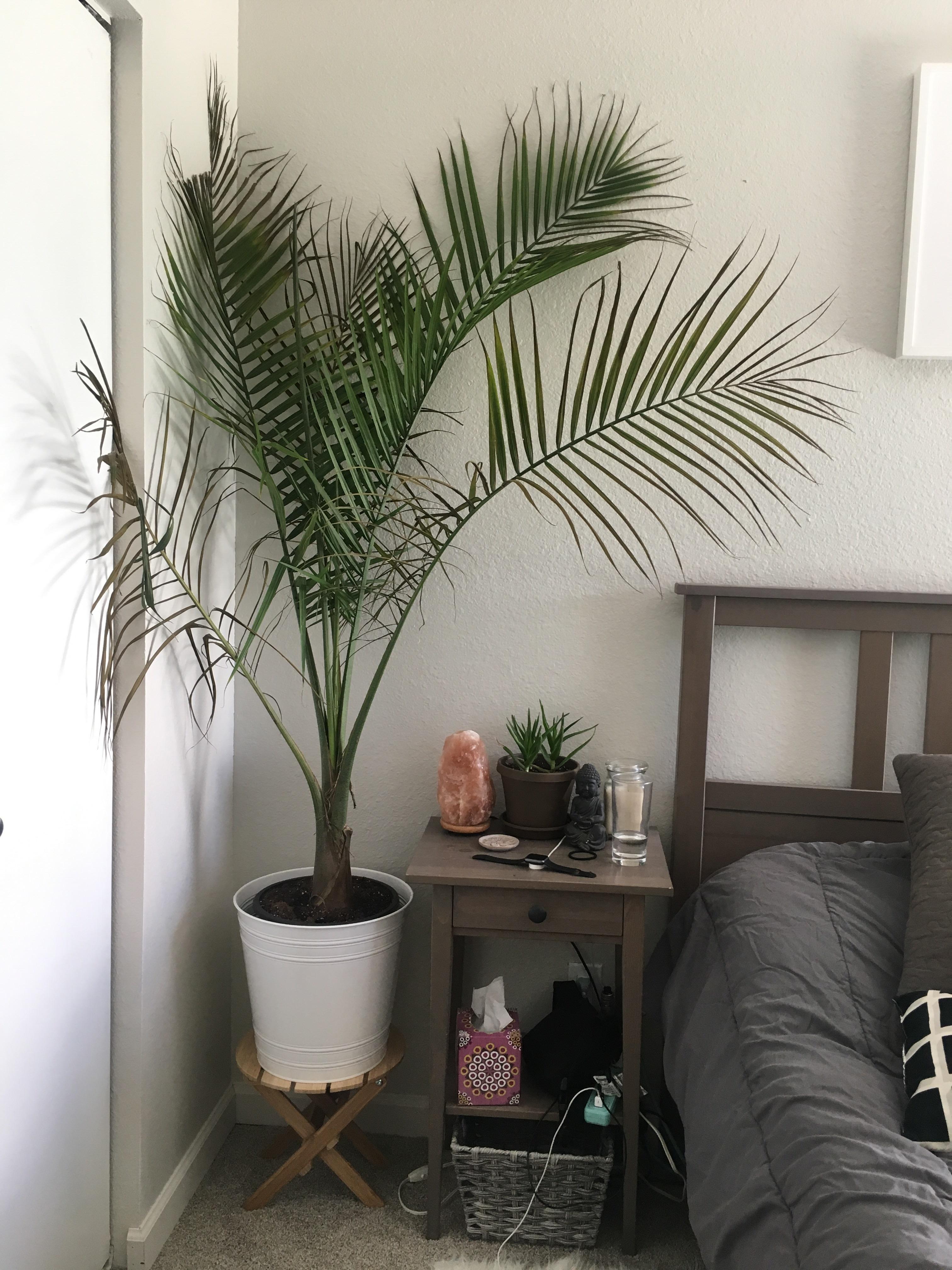 Watering Majesty Palm: How Often Should You Do It?