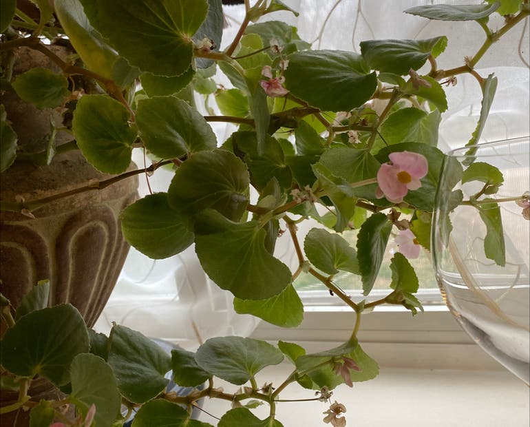 Begonia Light Requirement: How Much Sun Does Your Begonia Really Need?