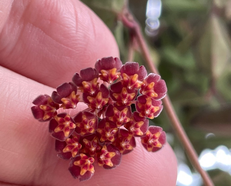 Want hoya burtoniae flowers? Here is the best way to get them!