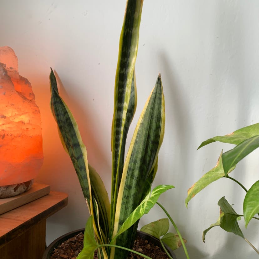 Snake Plant Temperature Tolerance: Find the Perfect Climate!