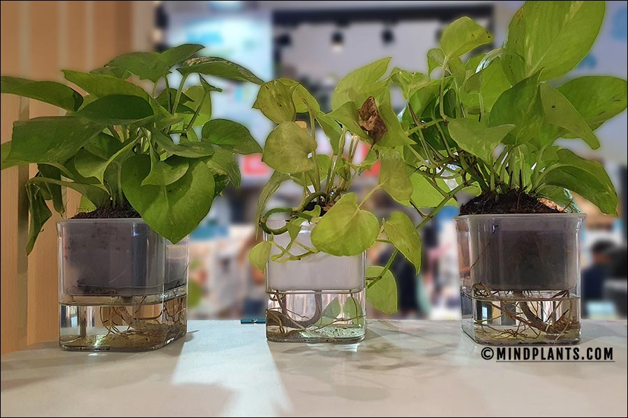 Perfect Plants for Self Watering Pots: Discover Which Plants Love These Pots