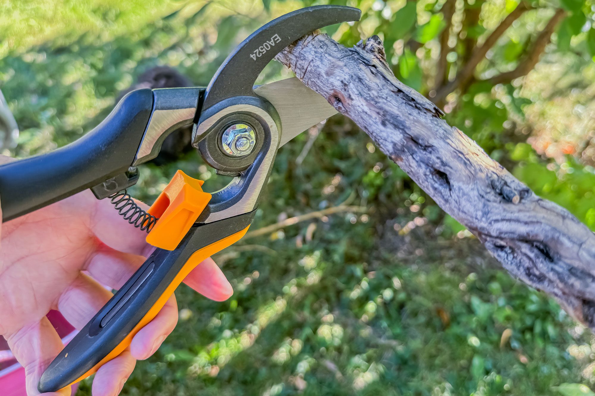 Affordable Gardening Scissors: Get the Best Value for Your Money With These Top Picks!