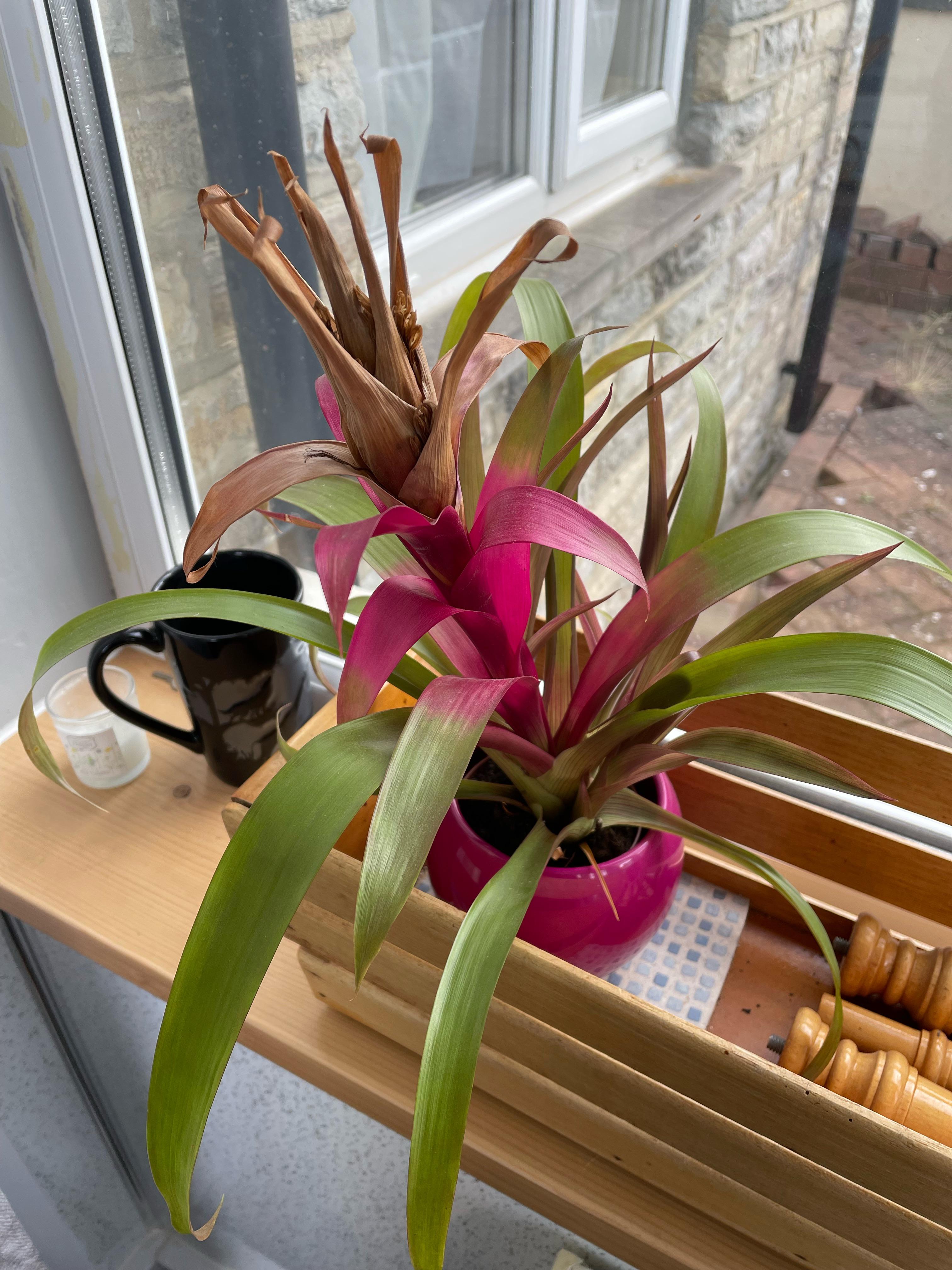 Pruning a Bromeliad: Do It Right with These Tips.