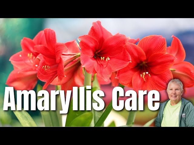 Amaryllis Red Lion Care Made Easy: Secrets to Success
