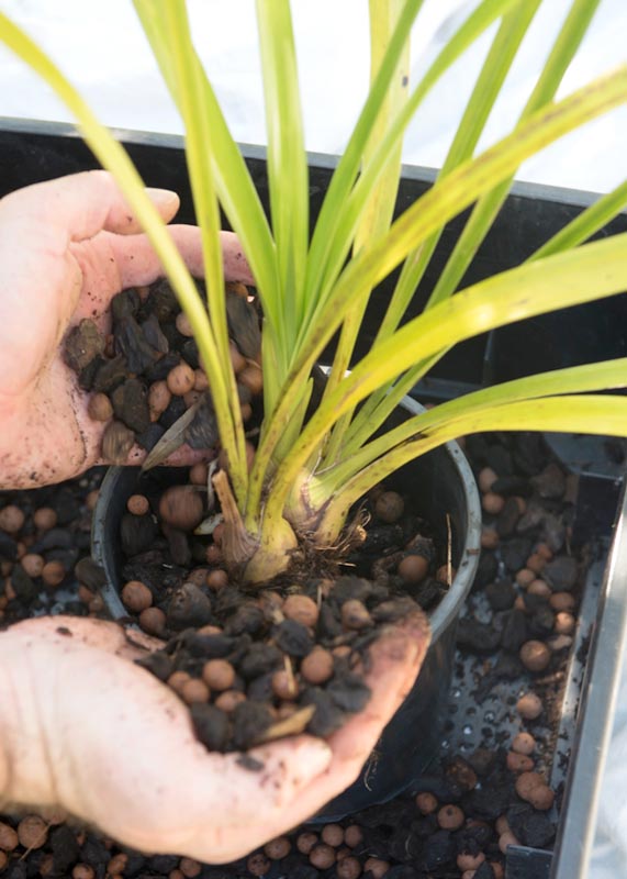 Cymbidium Potting Soil Tips and Tricks: What Works Best? Make Your Orchids Thrive!