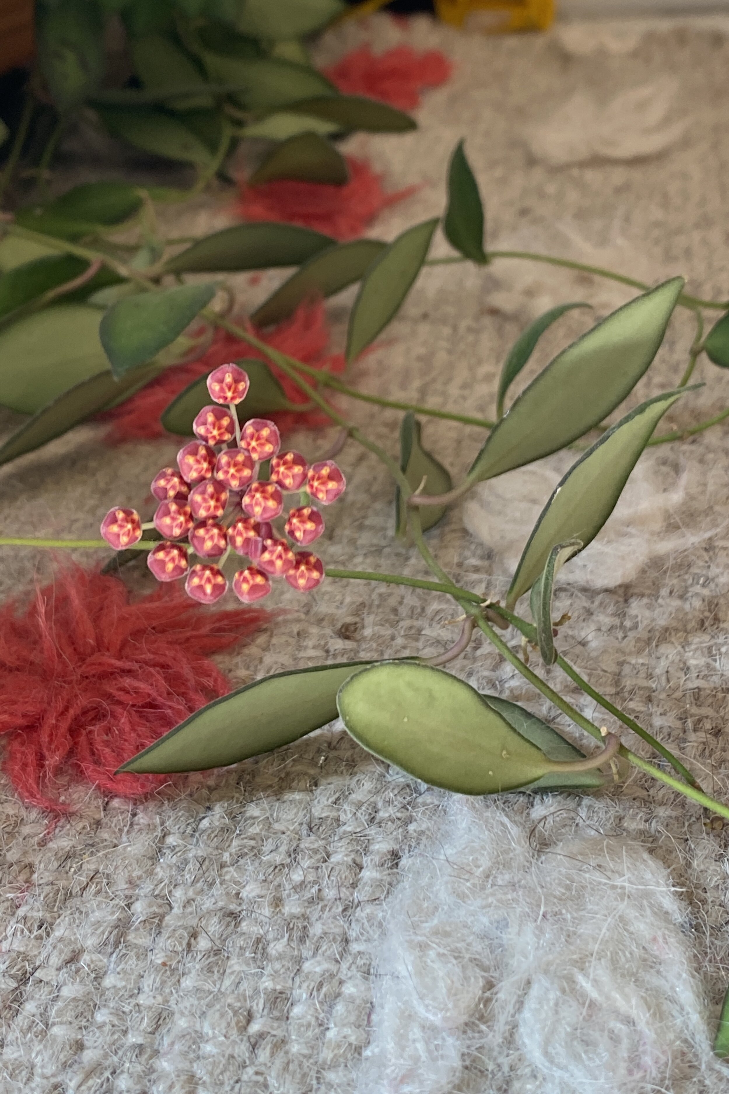 Want hoya burtoniae flowers? Here is the best way to get them!