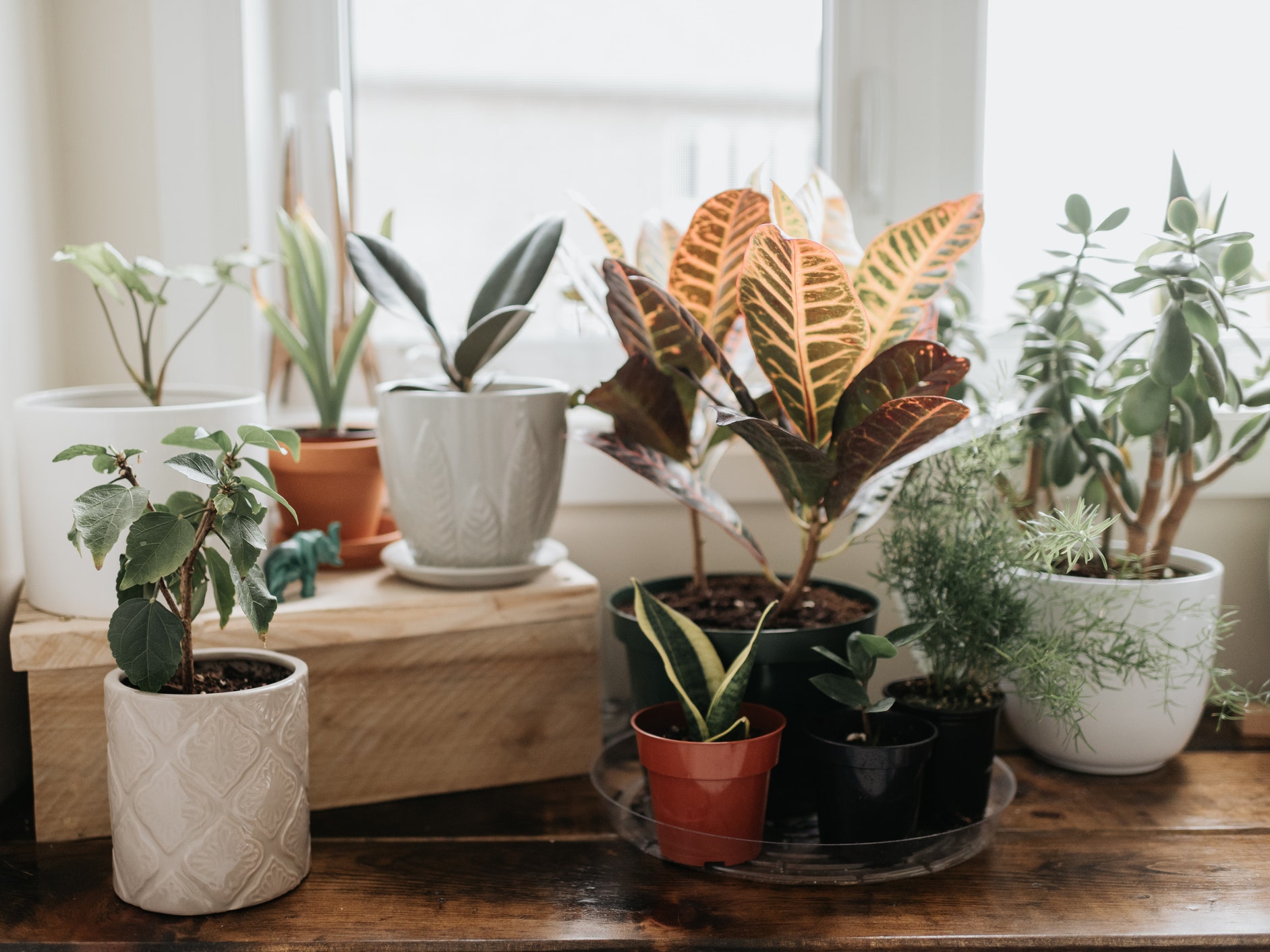 Best Medium House Plants for Your Home: Low Maintenance Beauties!