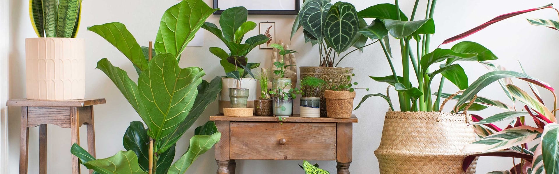 Must-Have Tools for Houseplants: What Every Plant Parent Should Own to Keep Their Plants Thriving