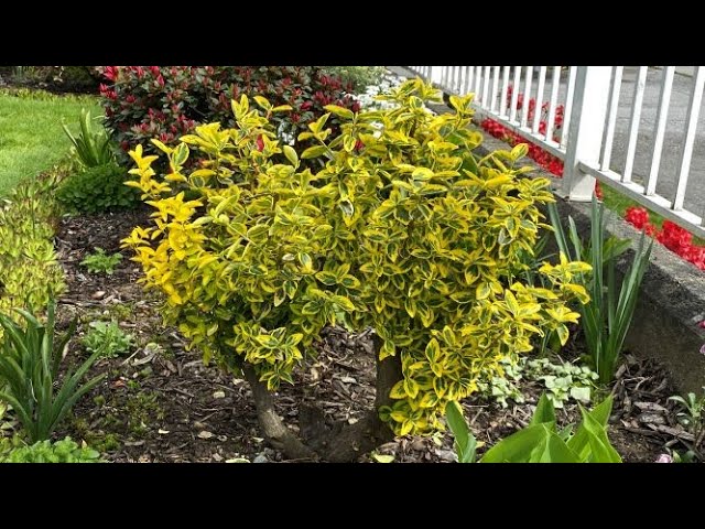 How to Prune Golden Euonymus: Easy Steps for Beginners to Shape Their Plants