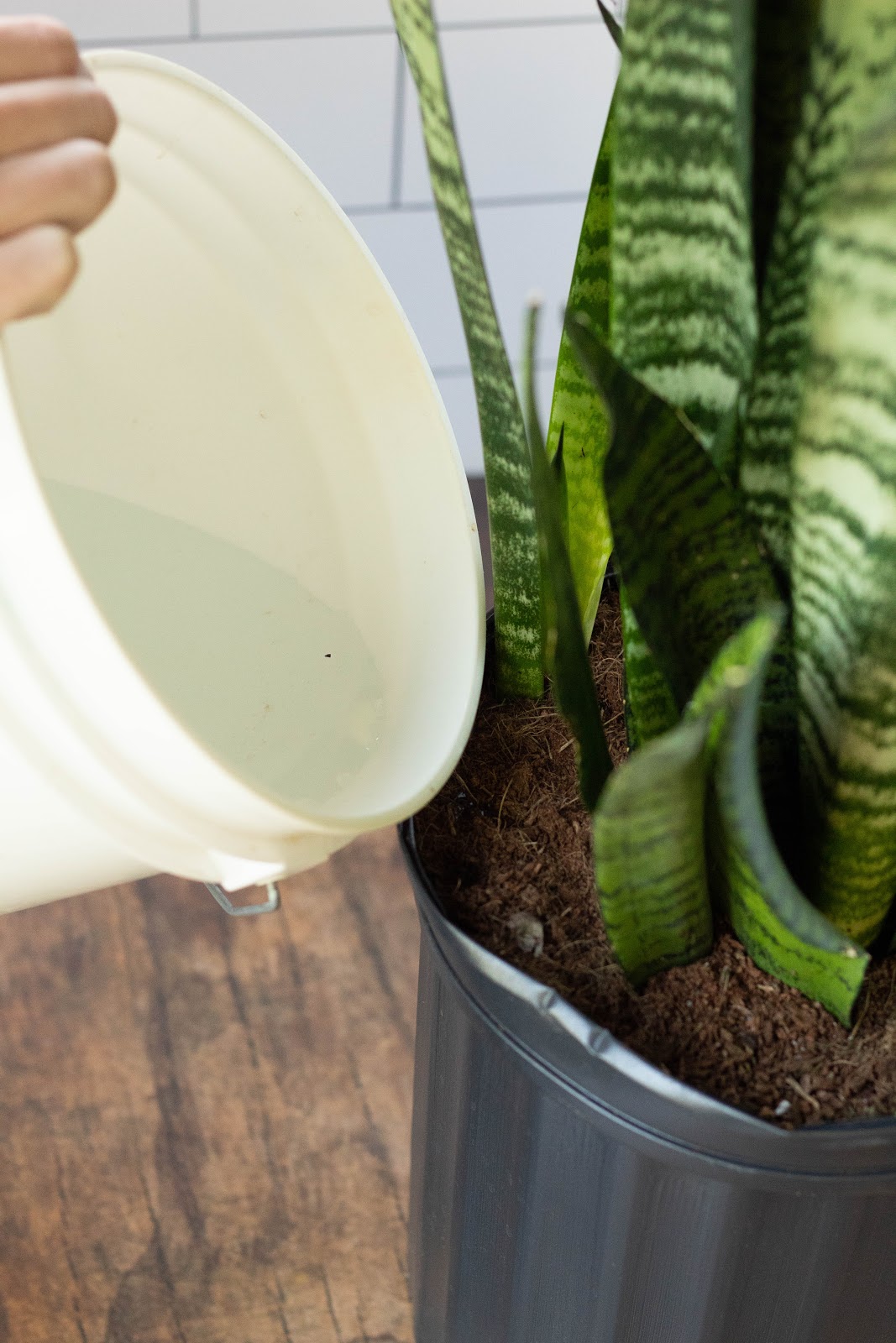 Fertilizing snake plant: A simple guide for beginners!