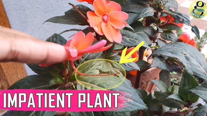 Impatiens Diseases and Pests: Simple Tips to Keep Your Plants Healthy