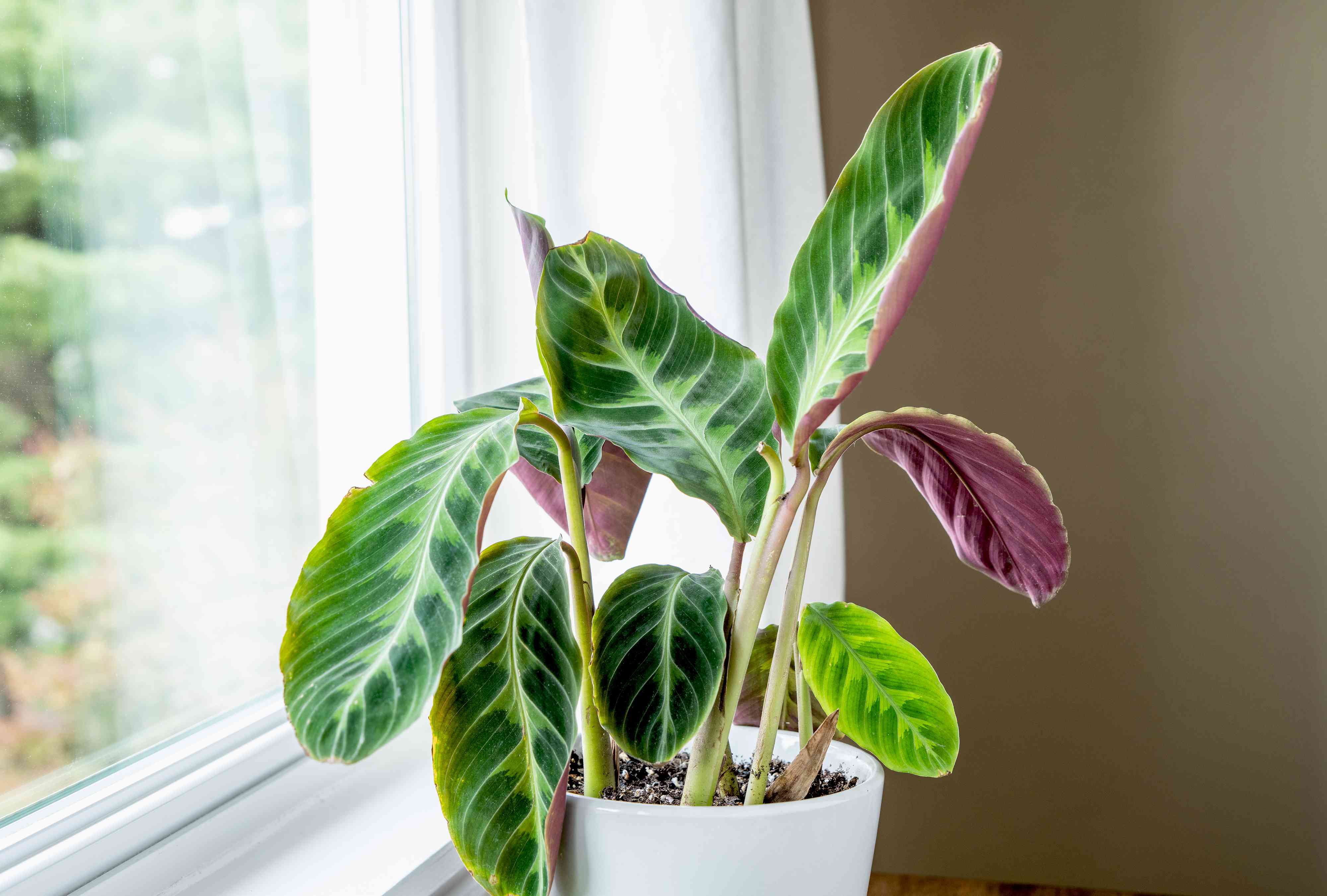 Calathea Warscewiczii Care: Simple Tips for a Happy Plant