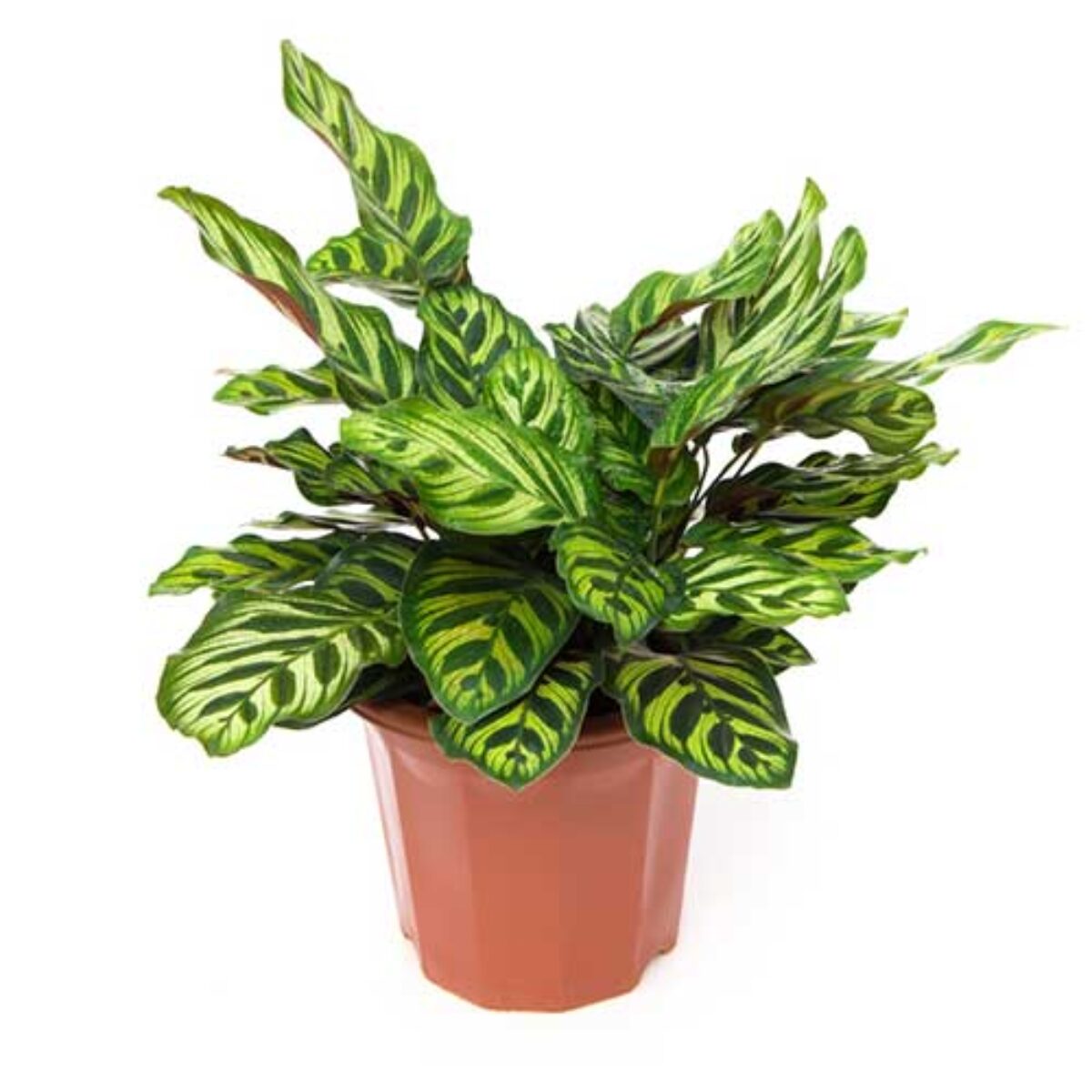 Need Calathea Makoyana Care Help? Common Problems and Easy Fixes (Troubleshooting Your Peacock Plant)