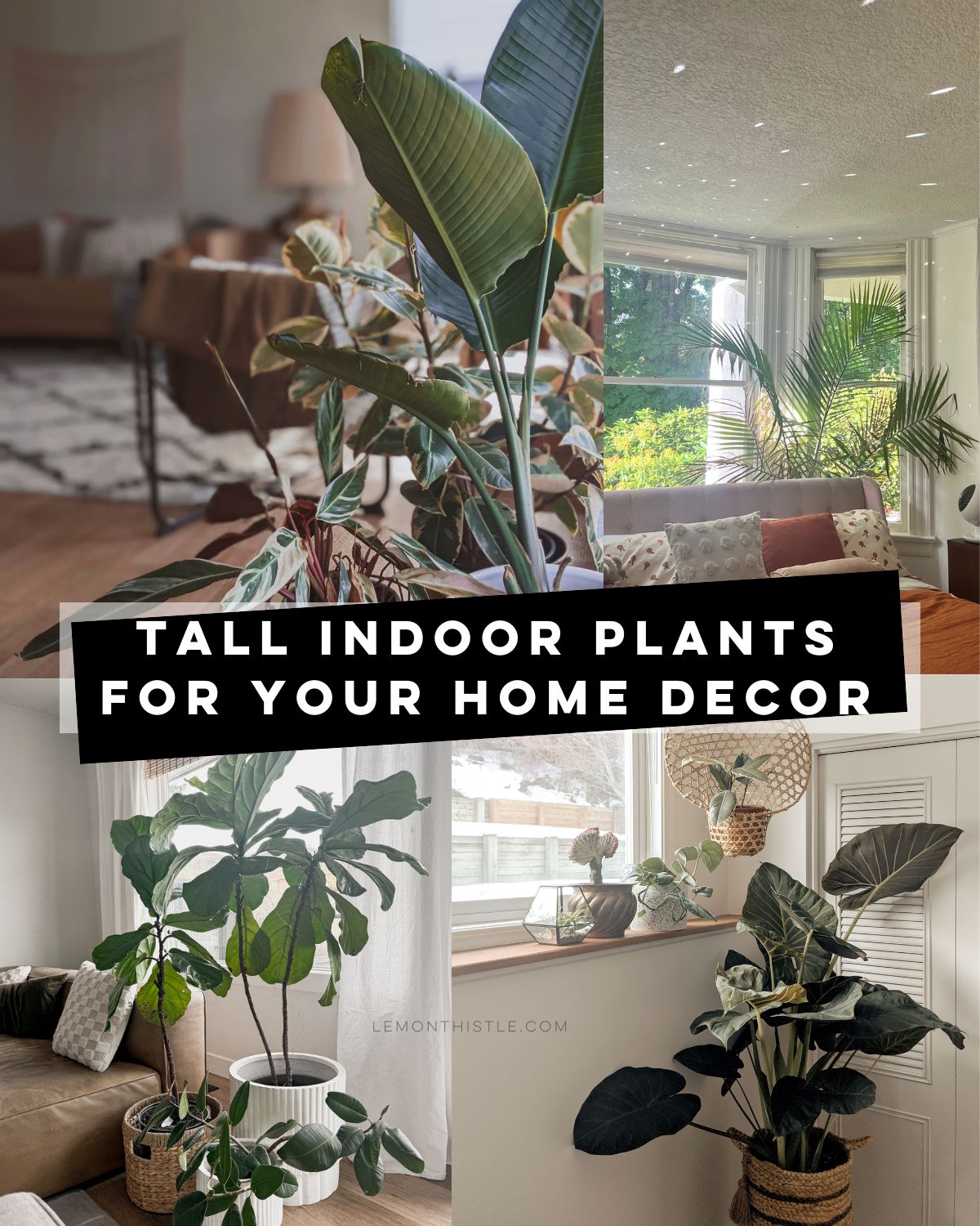 Using Tall Inside Plants for Decor? Get Ideas Here