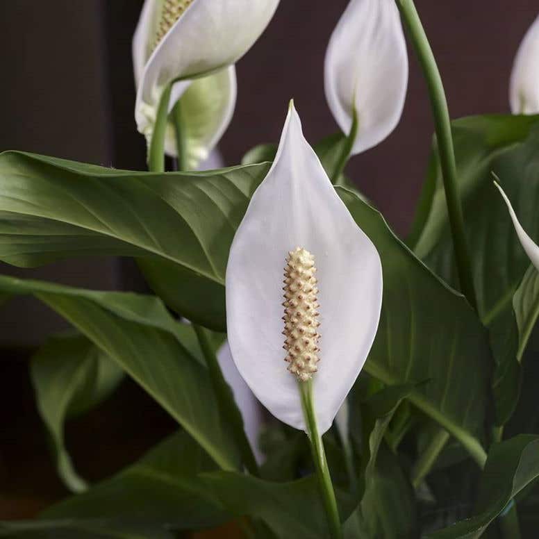 White Anthurium Peace Lily Temperature Tolerance: How Low Can They Go? Find Out Here!