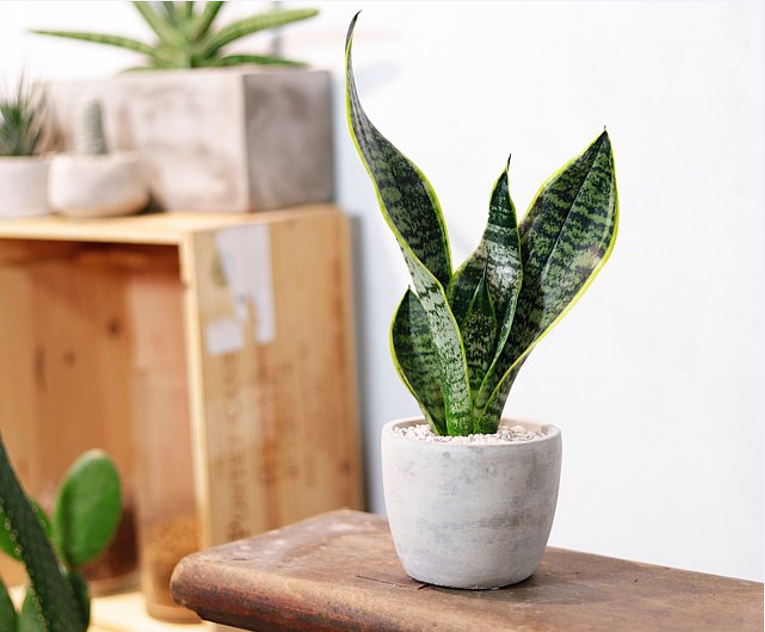 How Cold Can Snake Plants Tolerate? Protect Your Plant This Winter