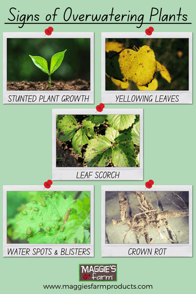 Too Much Water? Learn the Over Watering Plants Signs to Prevent Plant Death!