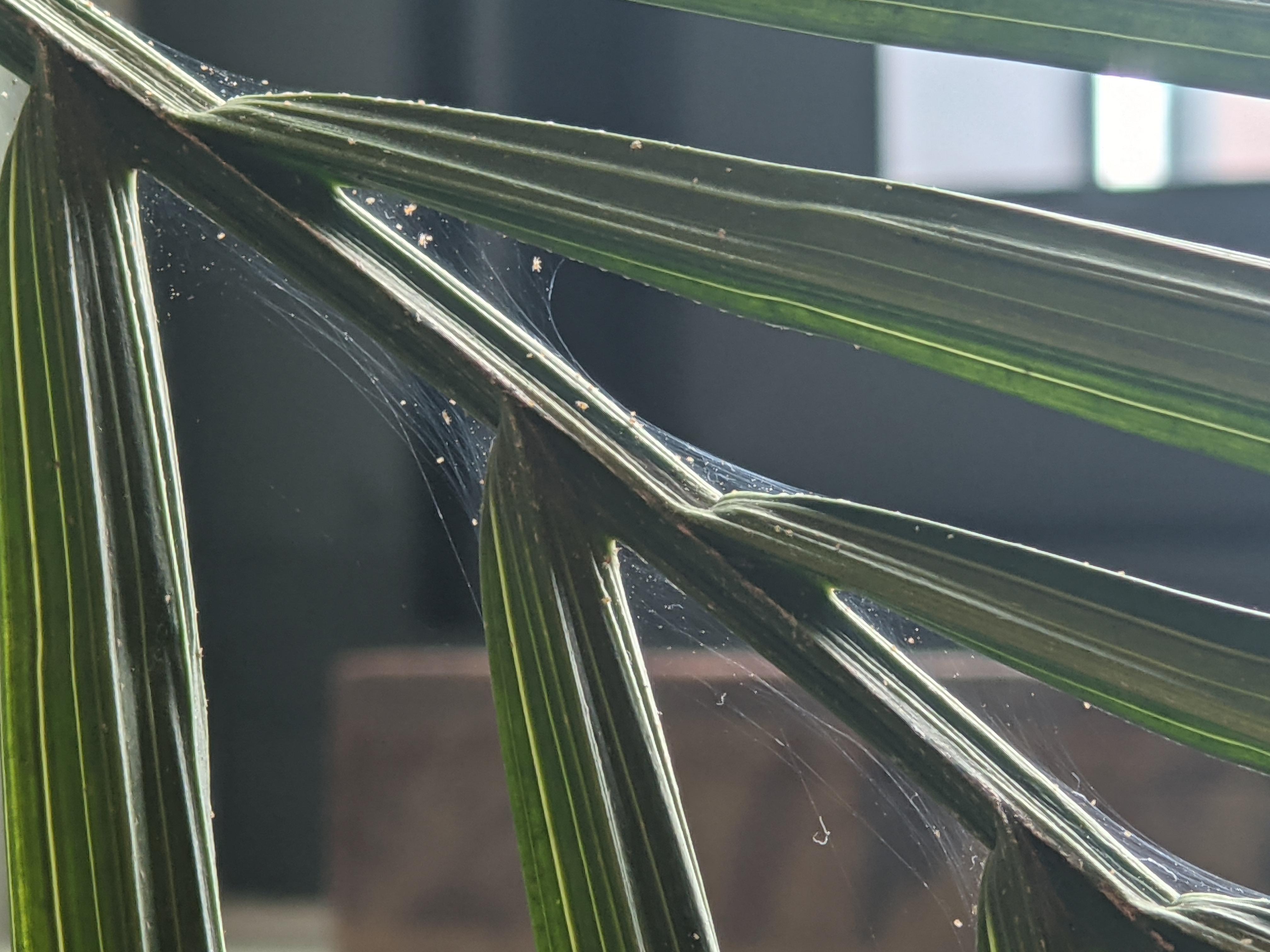 Majesty Palm Diseases Pictures: See the Symptoms, Find the Cure (Simple Solutions)