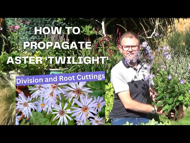 Best Aster Twilight Guide: Tips, Tricks and Strategies