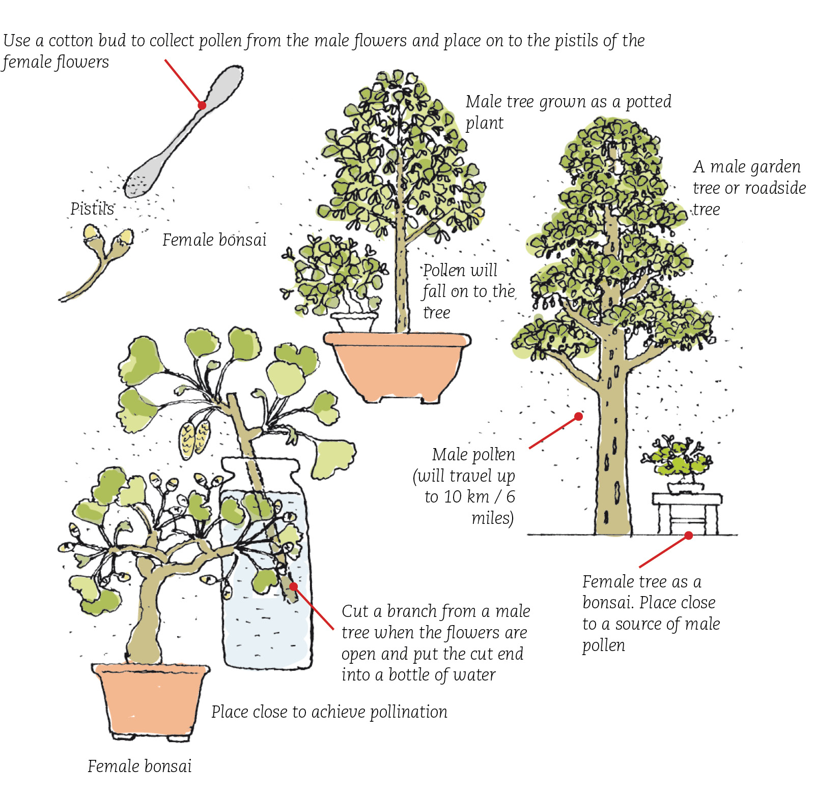 Ginkgo Biloba Pruning for Beginners: Achieve a Beautiful Shape Easily
