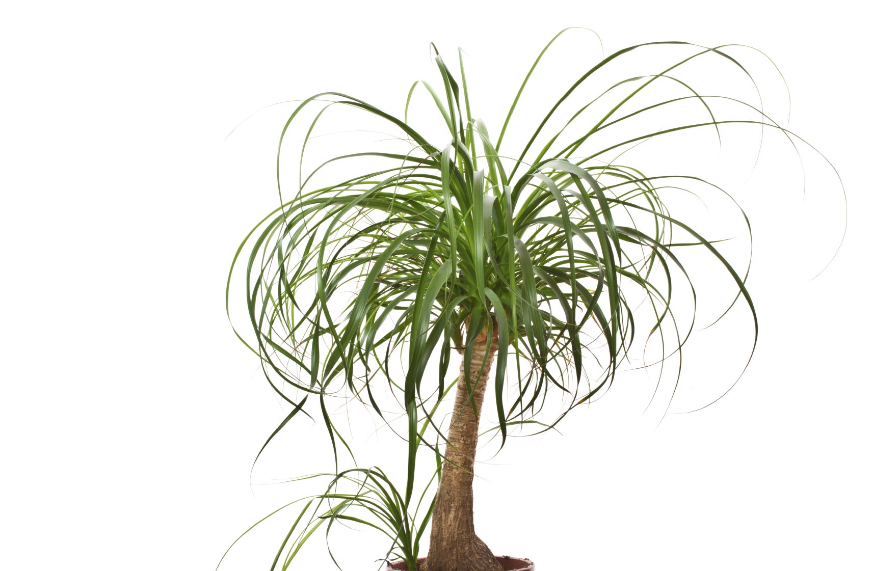 ponytail palm pruning