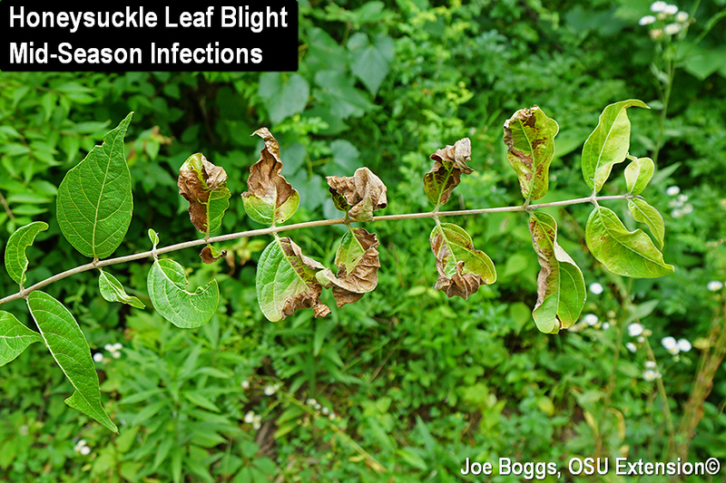 Honeysuckle diseases pests: Common issues and how to fix them fast.