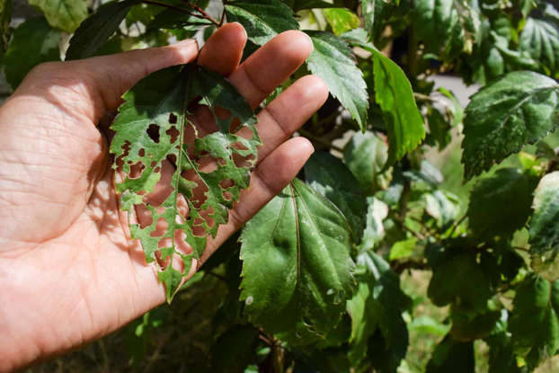 Hibiscus Diseases and Pests: Common Problems and Easy Fixes for Your Hibiscus Plant.
