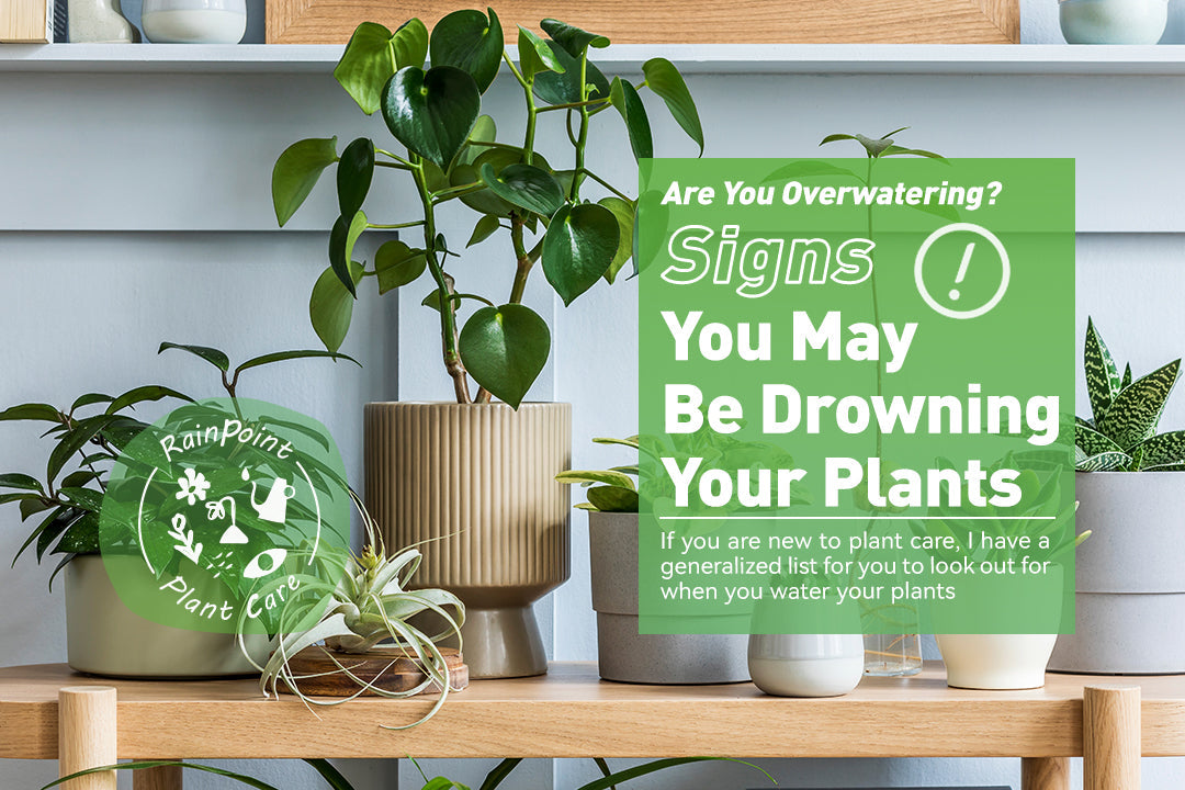 Are You Drowning Your Plants? Look for These Over Watering Plants Signs
