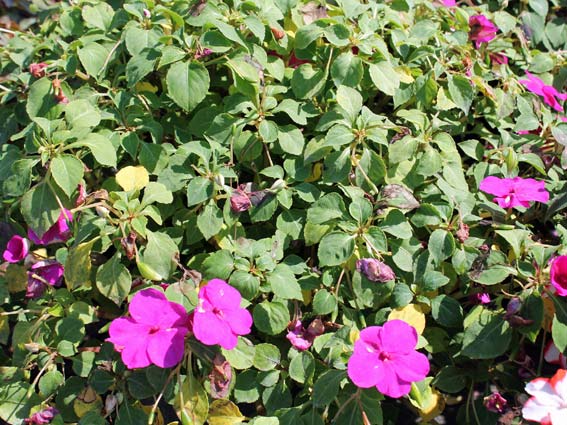 Impatiens Pests and Diseases: What to Look For and How to Fix It Fast