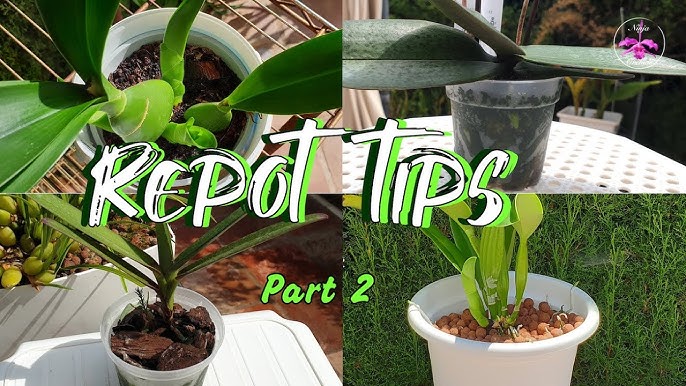 How to Repot Orchids in Bloom? Follow These Easy Tips and Tricks!