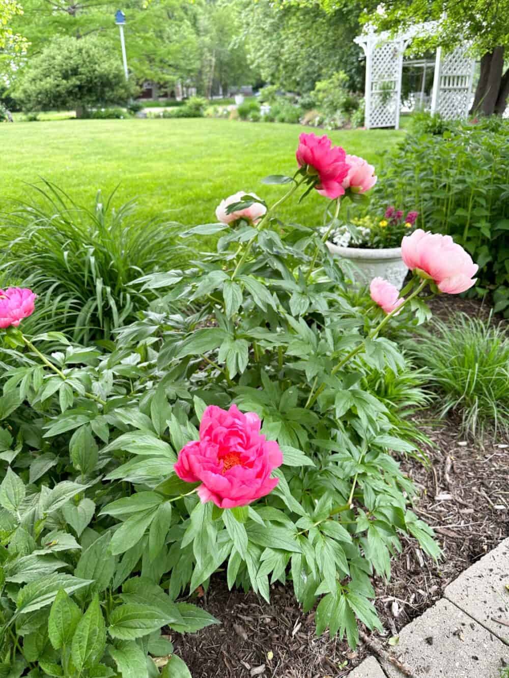 After Peonies Bloom Care: Simple Steps to Keep Them Healthy