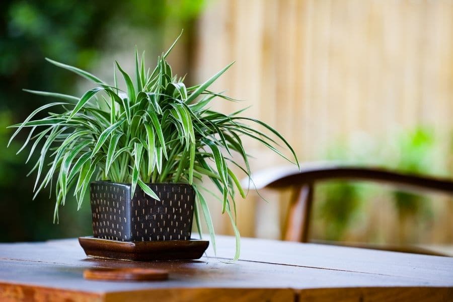 How to care for modern plants? Easy tips for beginners and busy people!