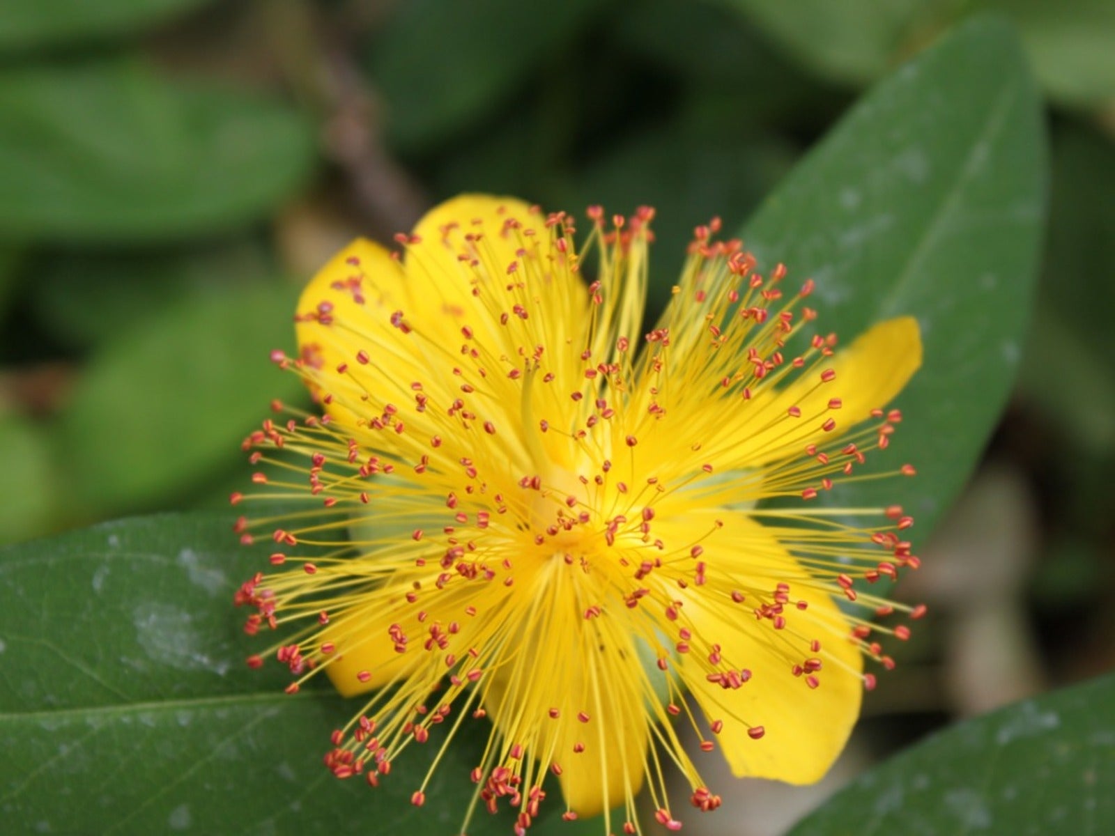Pruning St Johns wort: Mistakes to avoid this year