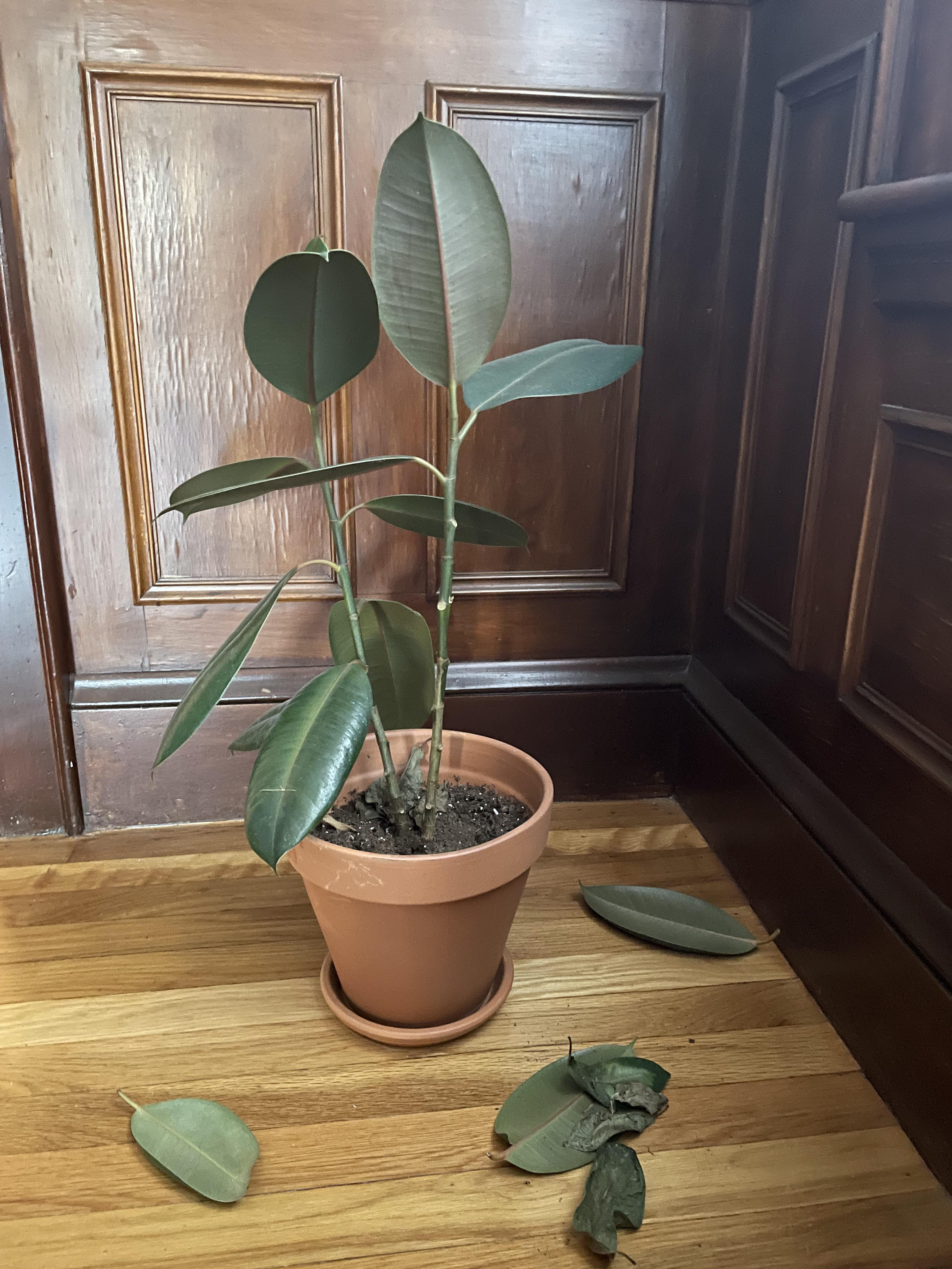 Rubber Tree Temperature Tolerance: How to Keep Your Trees Alive and Well!
