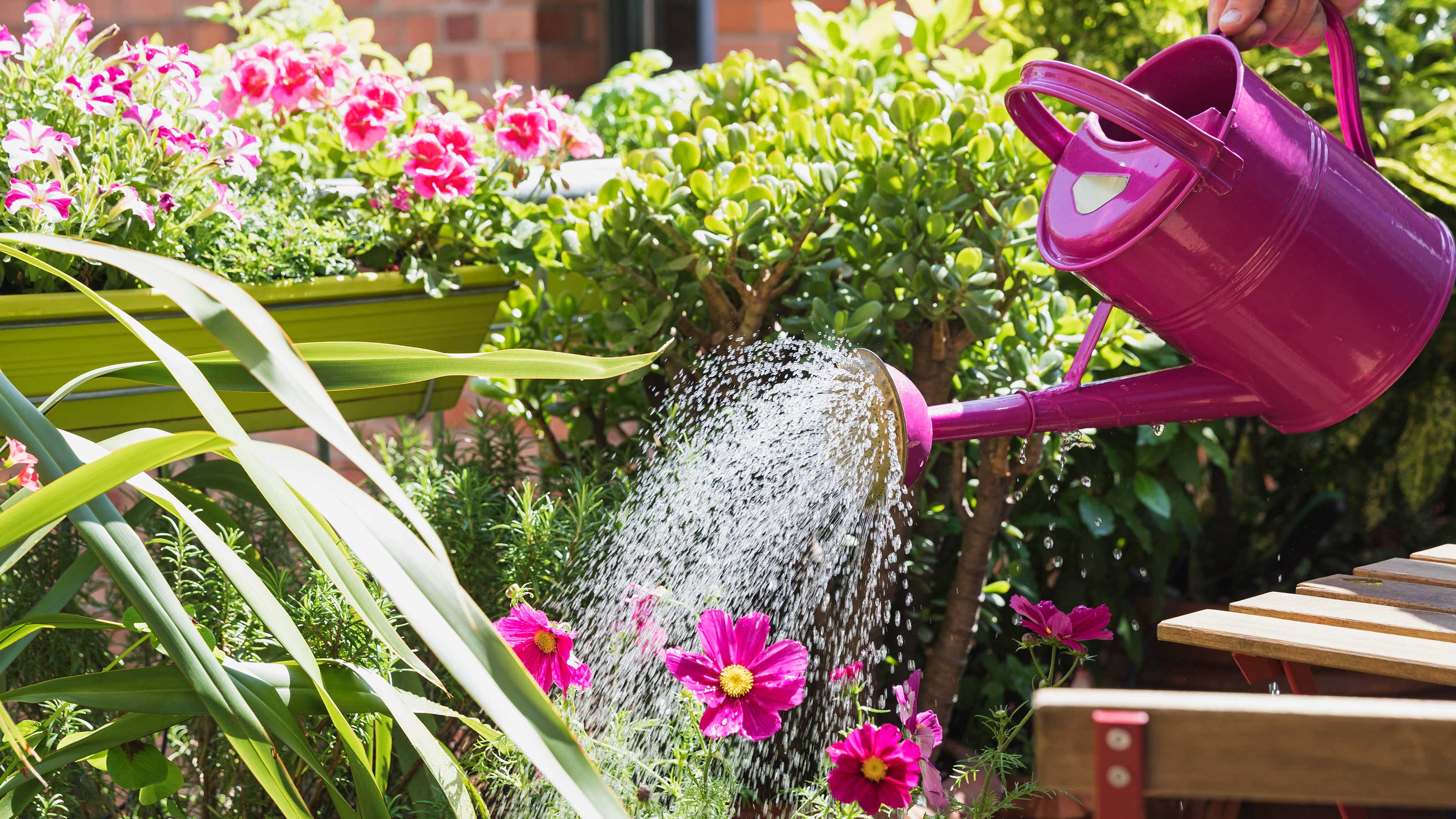Watering can flower pot how to use them? Learn the best way to water your plants.