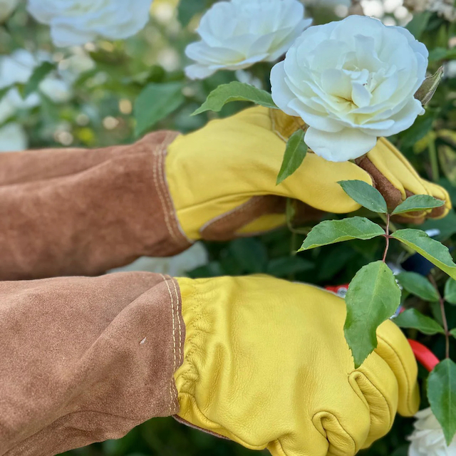 Best Rose Gardening Gloves: How to Choose the Perfect Pair