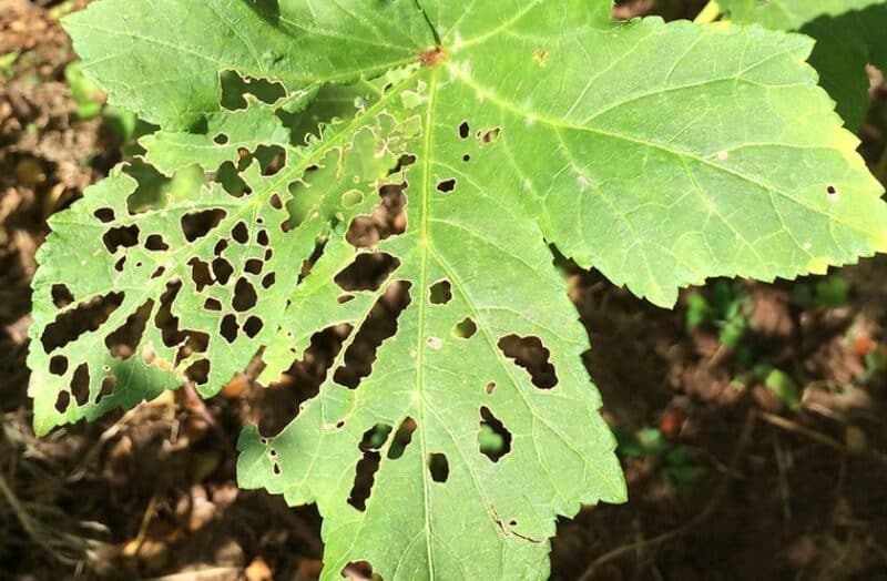 Okra Pests and Diseases: A Quick Guide for Home Gardeners
